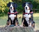 Boyero de Entlebucher