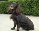 Boykin Spaniel