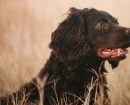 Boykin Spaniel