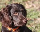 Boykin Spaniel