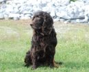 Boykin Spaniel
