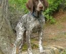 German Shorthaired Pointer