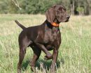 German Shorthaired Pointer