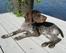 German Shorthaired Pointer