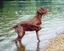 German Shorthaired Pointer