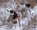 German Shorthaired Pointer