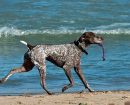 German Shorthaired Pointer