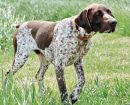 German Shorthaired Pointer