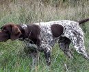 German Shorthaired Pointer