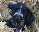 German Wirehaired Pointer