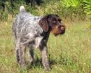 German Wirehaired Pointer