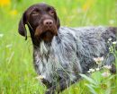 German Wirehaired Pointer