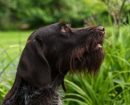German Wirehaired Pointer