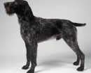 German Wirehaired Pointer