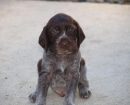 German Wirehaired Pointer