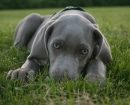 braco-de-weimar2