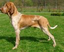 Braco Italiano