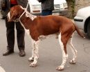 Braco Italiano