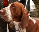 Braco Italiano