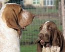 Braco Italiano