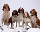 Braco Italiano