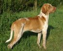 Braco Italiano