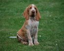 Braco Italiano