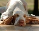 Braco Italiano