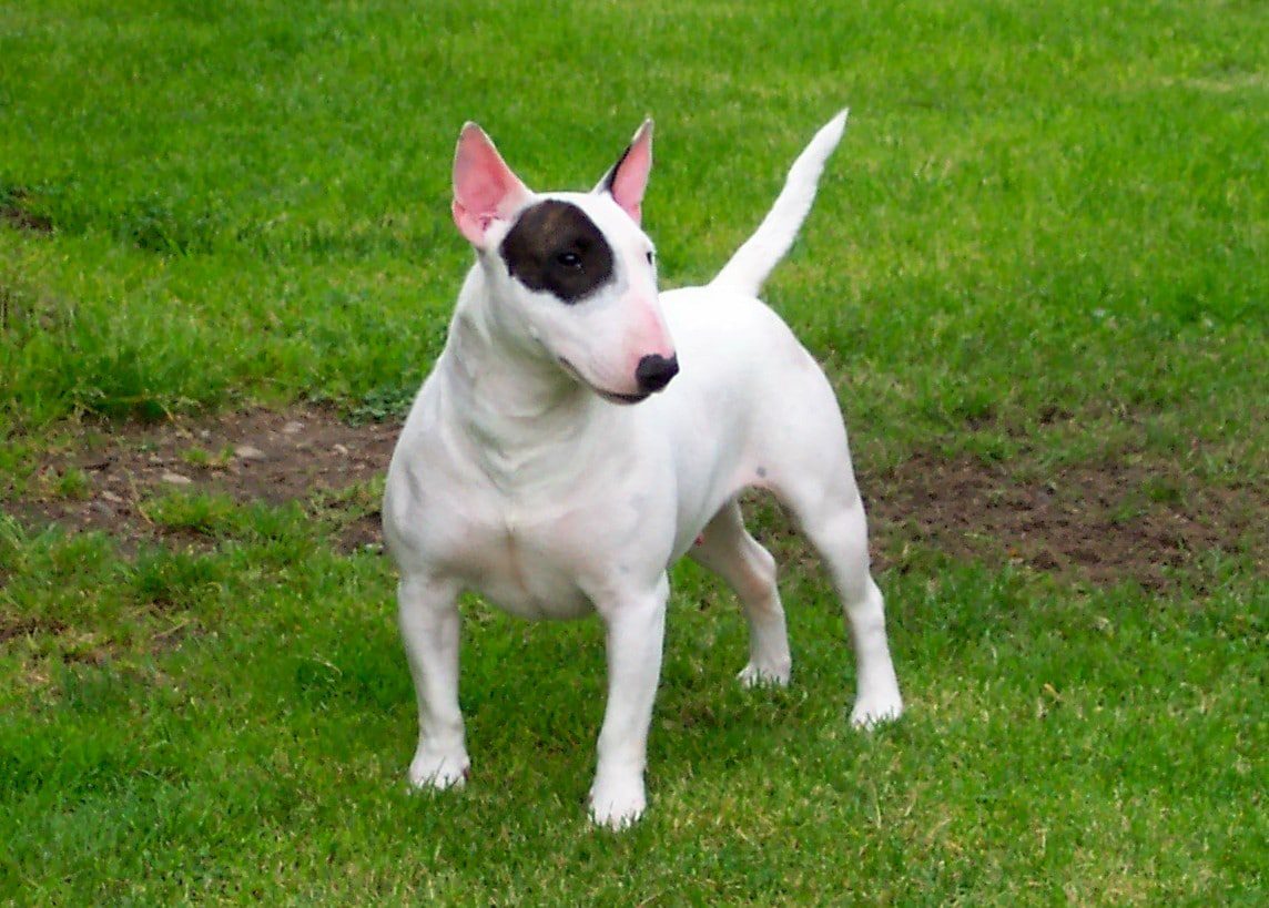 Bull Terrier - Dogs breeds | Pets