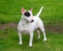 Bull Terrier