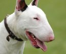 Bull Terrier