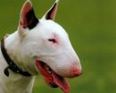 Bull Terrier