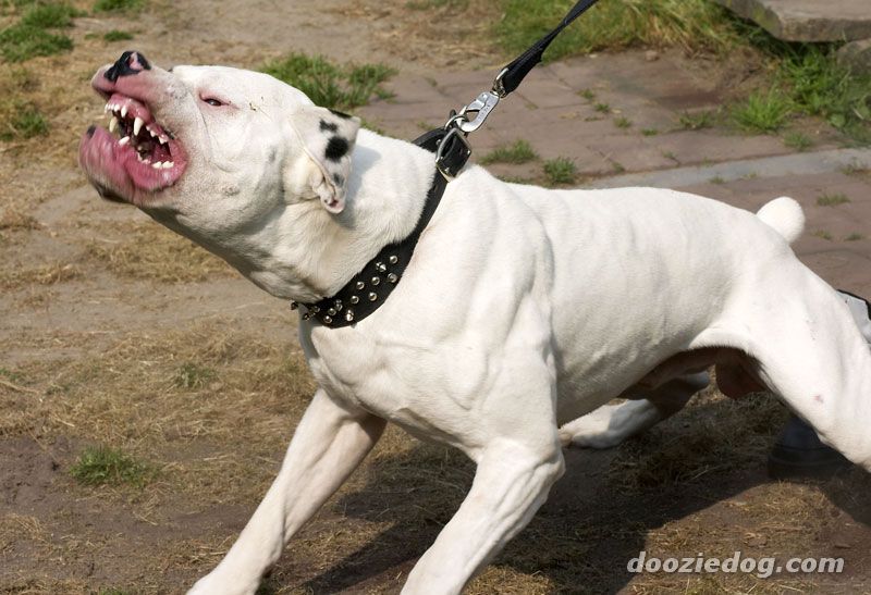 The American American Bulldog Dogo - Dogs breeds | Pets