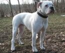 Bulldog Americano