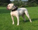 Bulldog Americano