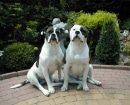 Bulldog Americano