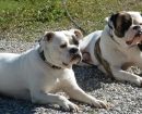 american-bulldog7