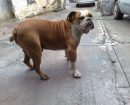 Bulldog Campeiro