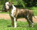 Bulldog Campeiro