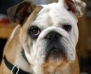 Bulldog