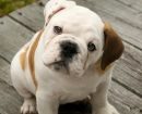 Bulldog