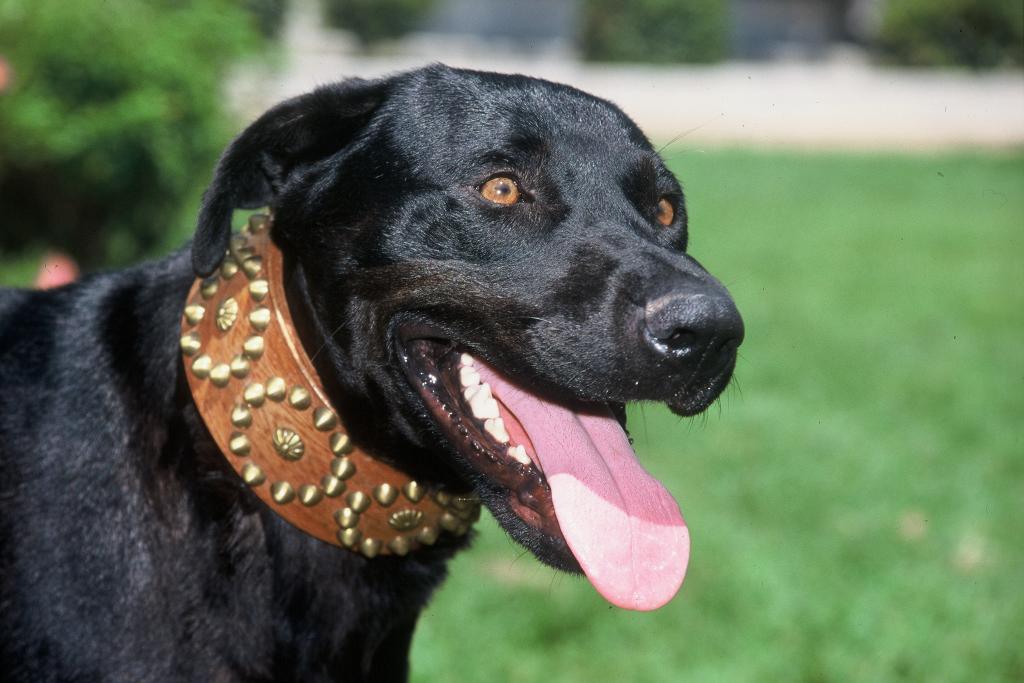 Discovering the "Ca de Bestiar" Dog Breed 5 Ca De Bestiar Dog Breed Personality