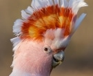 Major Mitchell's Cockatoo (Lophochroa leadbeateri)