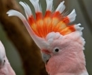 cacatua-abanderada-2