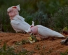 cacatua-abanderada-4