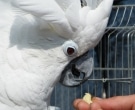 cacatua-blanca-4