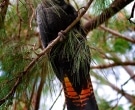 cacatua-colirroja-2