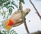 cacatua-filipina-2