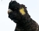 cacatua-funebre-coliamarilla-2