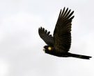Yellow-tailed Black-Cockatoo (Calyptorhynchus funereus)